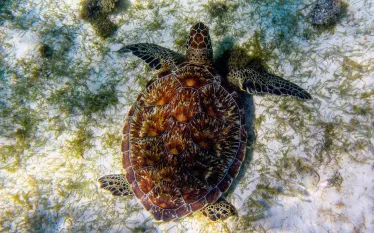 greenturtle_ RudiErnst _shutterstock__.jpg.webp
