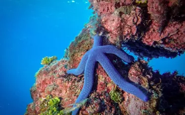 guam-pacific-blue-starmichael-fusco-.jpg.webp