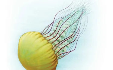 jellyfish-facts.jpg.webp
