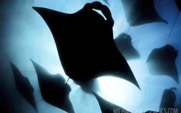 mantas_underwater_maldives.jpg.webp