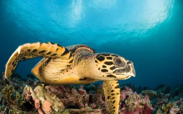 marine-species-hawksbill-turtle-istock-spd.jpg.webp