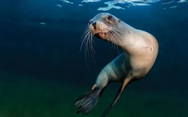 marine-species-sea-lions-fonline-digitale-spd.jpg.webp