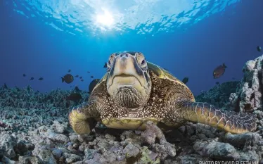 maui-hawaii-scuba-diving-turtle.jpg.webp