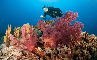 ozdiver.jpg.webp