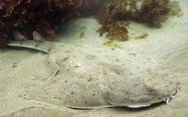 pacificangelshark.jpg.webp