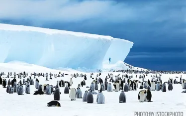 penguins-facts.jpg.webp
