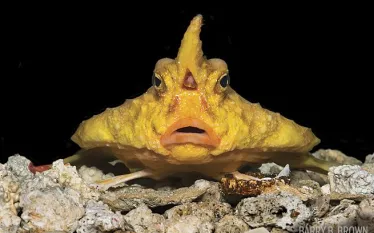 red-lipped-batfish.jpg.webp