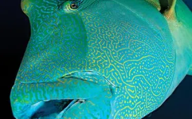 scuba-diving-humphead-wrasse.jpg.webp