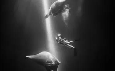 scuba-diving-manta-night-kona-hawaii.jpg.webp