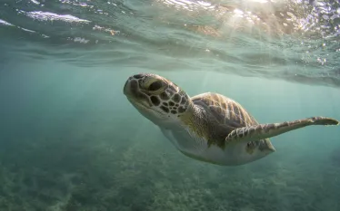 seaturtle.jpg.webp