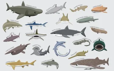 sharks-illo-shutterstock-maquiladora.jpg.webp
