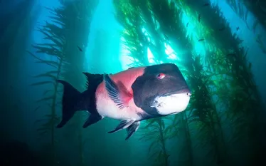 sheephead_istock__large.jpg.webp