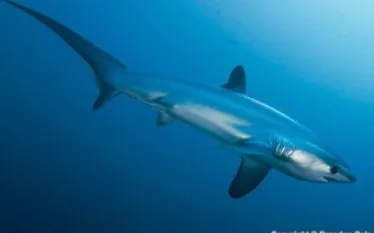 spd__shark_-_copyright_brandon_cole.jpg.webp