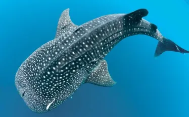 spd_species_cegeweb.jpg.webp