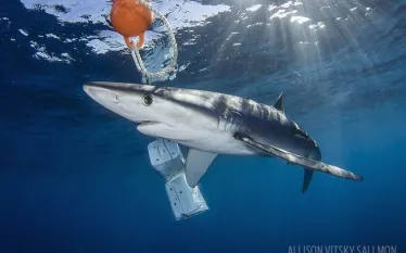 spd_sharkfeeding_blue_shark-.jpg.webp