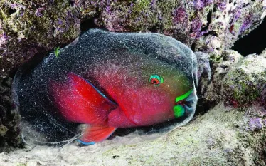 spd_specie_.jpg.webp