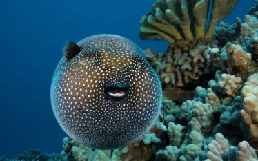 spd_species_bwh.jpg.webp