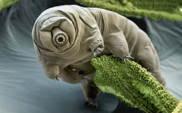 spd_tardigrade_scisource_bs.jpg.webp