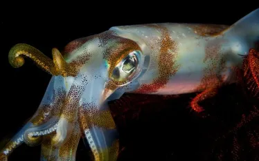 squid-shutterstock-gerald-robert-fischer.jpg.webp