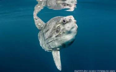 sunfish-facts-mola-mola-underwater.jpg.webp