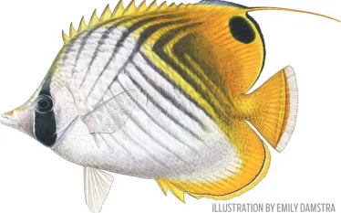 threadfin-butterflyfish.jpg.webp