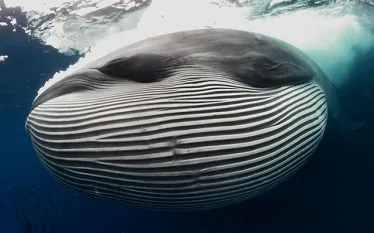 whale.gif.webp