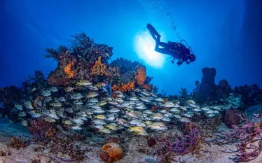 __aldora_divers_.jpg.webp