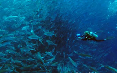 .costa.rica.jacks.jpg.webp