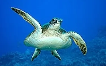 -dive_maui_.jpeg.webp