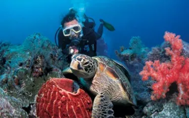 -Saeshe_Diving.jpg.webp