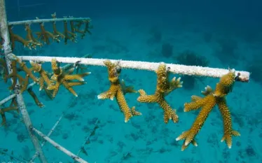 ___coralrestorationfinal.jpg.webp