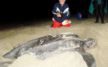 _larry_with_a_leatherback_sea_turtle_courtesy_larry_mckenna.jpg.webp