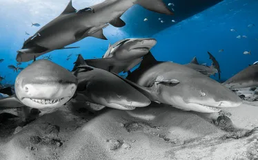 _tigerbeach-bahamas_scuba-diving_.jpg.webp