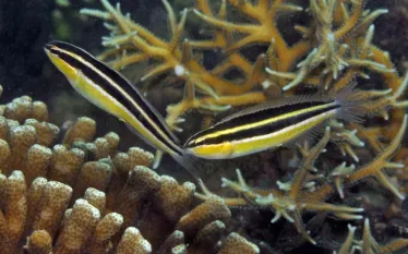 erdmann-fang-blenny.jpg.webp