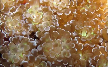 new-bubble-coral-erdmann.jpg.webp