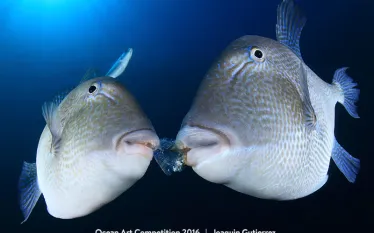 st-portrait-oa-joaquin-gutierrez-px.jpg.webp