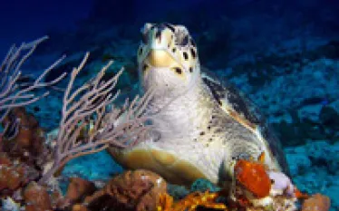 .hawksbill.sea_.turtlefinal.jpg.webp