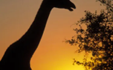 frink_GIRAFF~_.jpg.webp