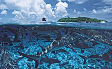 TR_micronesia_A.jpg.webp