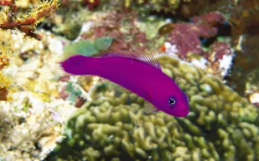 TR_pacific_A.jpg.webp