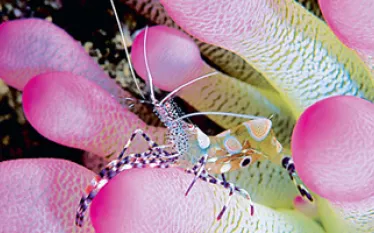 _bonaire__d.jpg.webp