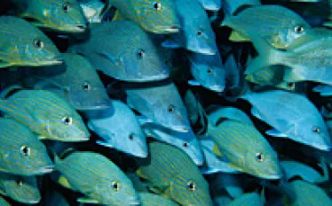 _cozumel_a.jpg.webp