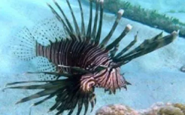 _lionfish.jpg.webp