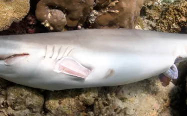 _sharkfinning_head.jpg.webp