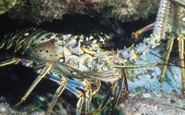 _flakeys_lobster.jpg.webp