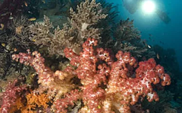 _indonesia_bali_.jpg.webp