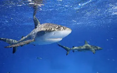 _bahamas_sharks_.jpg.webp