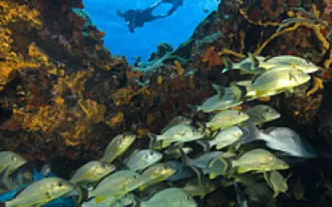 _tr_cozumel_.jpg.webp