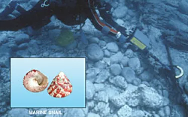 _diver_tracks_snail.jpg.webp