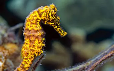 _curacao_.jpg.webp